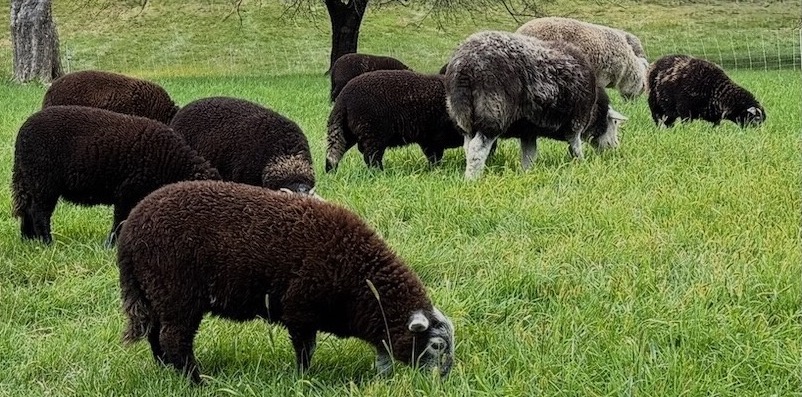 Herdwick-sheep-grazing-with lambs header